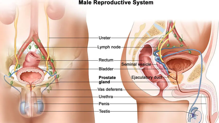 💋 Эндогем емшарасы