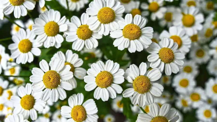 🌼 Түймедақ ванналары